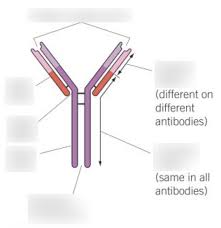 Who are the amoeba sisters? Paper 2 Diversity Biology Diagram Quizlet