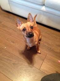 Full Grown Jack Russell Terrier Black And Brown Fully Grown Jackahuahua Jack Russell X Chihuahua 8 Months Old Rat Terriers Animals Beautiful Jack Russell