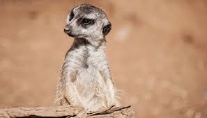 Buy pets online in india at best price from only4pets. Advice And Information On Meerkats Rspca