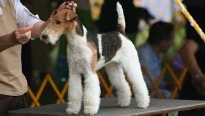 Image result for foxterier drsnosrstý