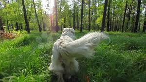 Maybe you would like to learn more about one of these? White Furry Dog Golden Retriever Runn Stock Video Pond5