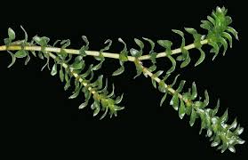 Image result for Elodea