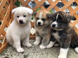 akita puppies for sale