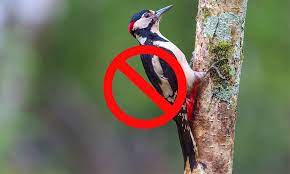 If you have cedar wood or redwood in your backyard, you should be more concerned. 15 Tips On How To Get Rid Of Woodpeckers Fast Humanely World Birds