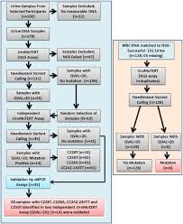 Webmd explains the signs that indicate you might have this rare condition. Urinary Tert Promoter Mutations Are Detectable Up To 10 Years Prior To Clinical Diagnosis Of Bladder Cancer Evidence From The Golestan Cohort Study Ebiomedicine