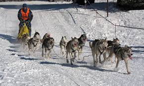 Learn about greyhound racing at greyhoundracing.com, your comprehensive guide greyhound racing. Sled Dog Racing Wikipedia