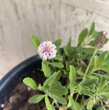 Image result for Phyla nodiflora