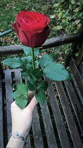 Pin By Samar Naal On Saمar N98 Love Rose Flower Flowers Photography Beautiful Flowers Wallpapers
