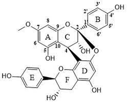 Image result for Cassipourea congoensis
