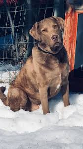 Our chesapeake bay retriever puppies for sale come from either usda licensed commercial breeders or hobby breeders with no more than 5. Chesapeake Rescue Canada Home Facebook