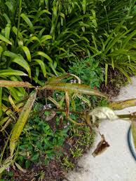 Milkweed plants are food for caterpillars but poisonous to humans. What S Wrong With My Milkweed The Lawn Forum