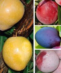 The scented blossoms will call to pollinators and spin their perfumed web throughout your yard. Loring Peach Tree Fruit Trees Ison S Nursery Vineyard