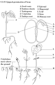 Parts Of A Green Bean Seed Parts Of A Seed Parts Of A Flower Bean Plant