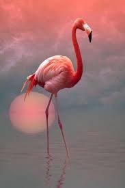 Pin By Lorrie Wolf On Vogel Flamingo Pictures Flamingo Painting Flamingo Art
