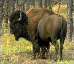 Bison At Standing Rock Pin By Jim Ratliff On Wildlife Buffalo Pictures American Bison Buffalo Art
