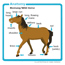 Animal Facts Wild Horse Canadian Geographic