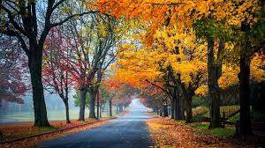 Vunature Com Autumn Nature Leaves Fall Path Splendor Road Trees Green Wallpaper Background Landscape Autumn Nature Nature