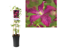 Check spelling or type a new query. Waldrebe Clematis Madame Julia Correvon Gartencenter Leurs Venlo Holland
