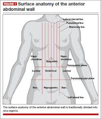Wallace l m alward md, reid a longmuir md. Anatomy For The Laparoscopic Surgeon Mdedge Obgyn