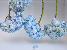 I am referring to hydrangea macrophylla or what is also referred to as the hortensia hydrangeas. How To Dry And Preserve Hydrangea Flowers