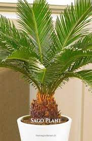 Easy Way To Grow Heat Tolerance Sago Palms Palm Tree Plant Palm Plant Plants