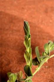 Image result for Zornia