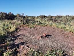 Image result for Plinthus cryptocarpus