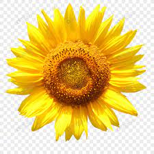 It is a very clean transparent background image and its resolution is 990x1400 , please mark the image source when quoting it. Gambar Bunga Matahari Png Gambar Viral Hd