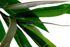 You can also upload and share your favorite green aesthetic desktop wallpapers. Green Tropical Plant Close Up Isolated On White Background High Contrast Creative Nature Photography Abstract Organic Texture With Space For Text Minimalistic Aesthetic Style Stock Photo Picture And Royalty Free Image Image