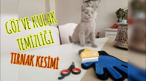Kedilerde Asilar Kedi Losemisi Kedilerde Asinin Onemi Kuduz Asisi Karma Asi Losemi Asisi Youtube