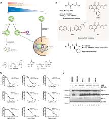 Learn about the disrupted activation of the hif pathway in the kidneys. Tuning The Transcriptional Response To Hypoxia By Inhibiting Hypoxia Inducible Factor Hif Prolyl And Asparaginyl Hydroxylases Journal Of Biological Chemistry