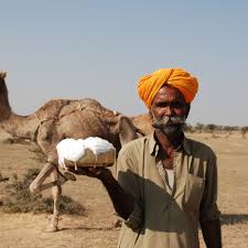 Unlike other kinds of milk, camel milk has low levels of sugar and cholesterol and high amounts of vitamins and minerals, such as nutrition information. Camel Cultures Of India Sahapedia