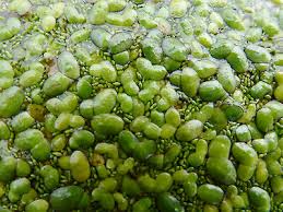 Image result for Lemna