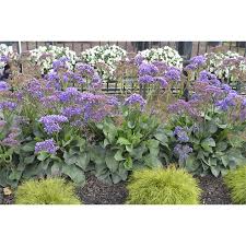 140mm Statice Limonium Perezii Blue Fiona Brokhoff S Garden Landscaping Plants Plants Blue