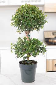 Image result for Eugenia