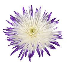 Maybe you would like to learn more about one of these? Wholesale Purple White Anastasia Mums 60 100 Stems Free Shipping Bloomingmore