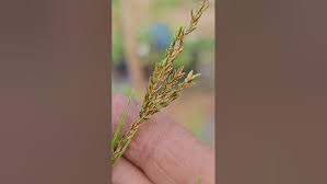 Image result for Dolichos trilobus