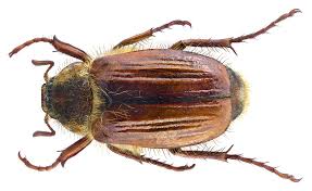 Image result for Chamaeclitandra