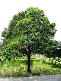 Image result for Acacia mangium