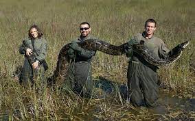 Pythons Are Wiping Out Mammals In The Everglades Burmese Python Everglades Florida Everglades