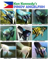 Black And White Striped Angelfish Pinoy Angelfish Google Search Angel Fish Aquarium Fish Tropical Fish