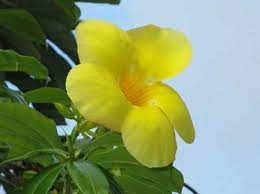 Confira abaixo o nome de algumas. Flor Amarela Nomes Significados Fotos De Flores Amarelas Fotos De Flores Amarelas Flores Amarelas Fotos De Flores