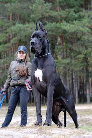 30 Images Of Big Dogs That Are Gentle Giants Dogs Pets Largestdog Huge Dogs Giant Dogs Dane Dog
