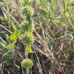 Image result for Leucas deflexa