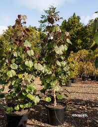 Image result for Hibiscus tiliaceus