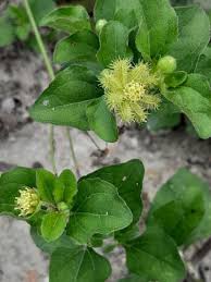 Image result for Acanthospermum