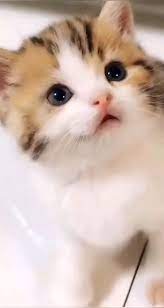 this smile is so charming cute pets cats videos animals cuteanimals sevimli hayvan yavrulari sevimli kedi yavrulari komik hayvan
