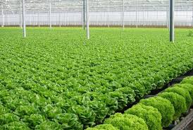 Các bước trồng rau hữu cơ cho người mới bắt đầu - Phanbonhuucomtx