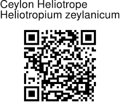 Image result for Heliotropium zeylanicum