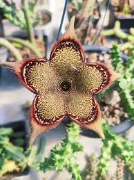 Image result for Erythrococca atrovirens